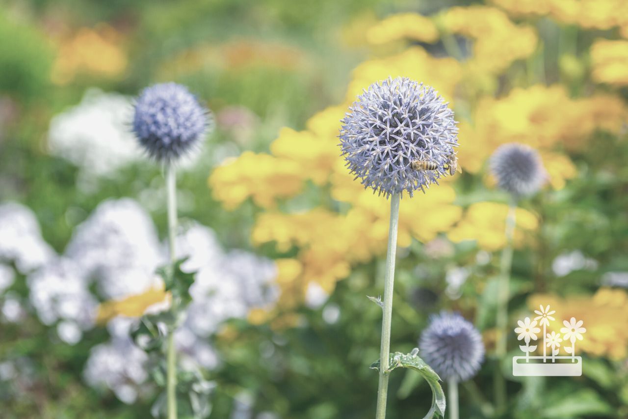what to plant with globe thistle