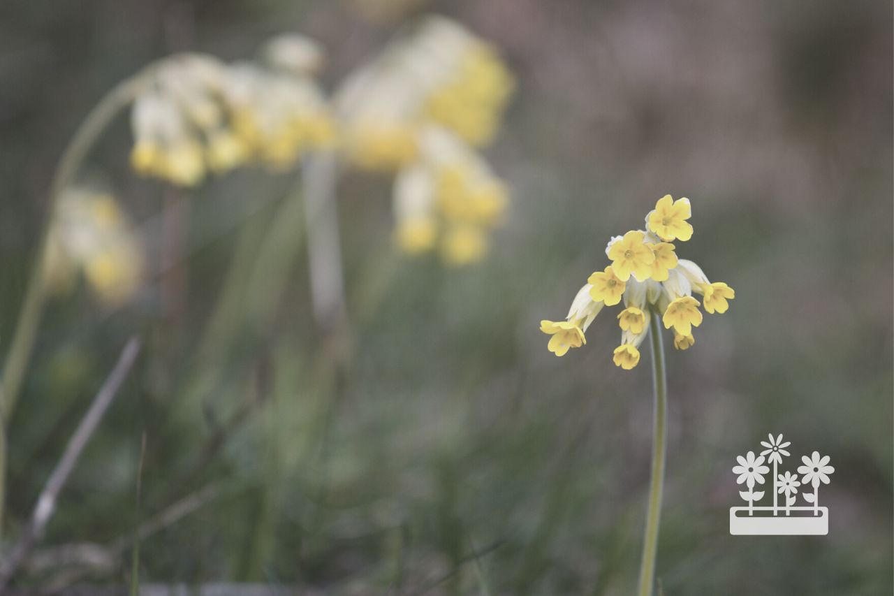 how to prevent cowslip from taking over your lawn