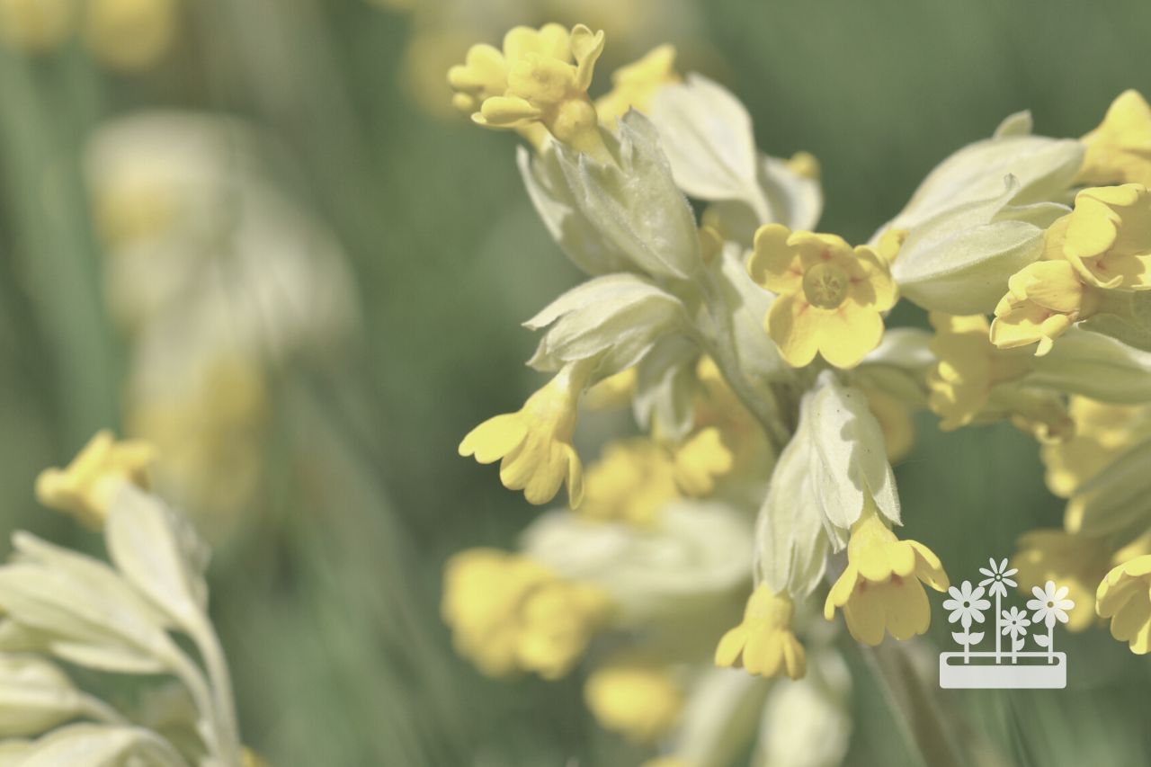 Can You Mow Cowslips