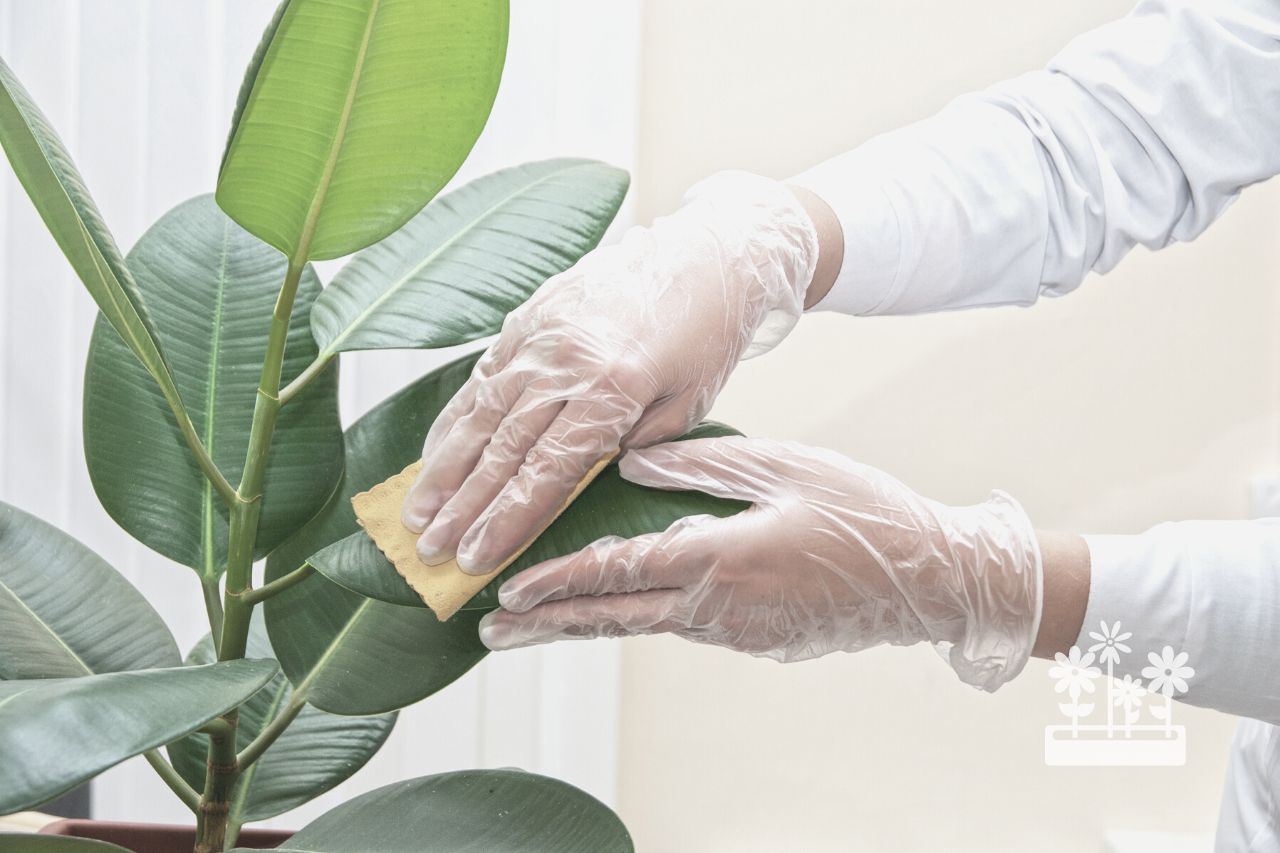 how to clean plant leaves