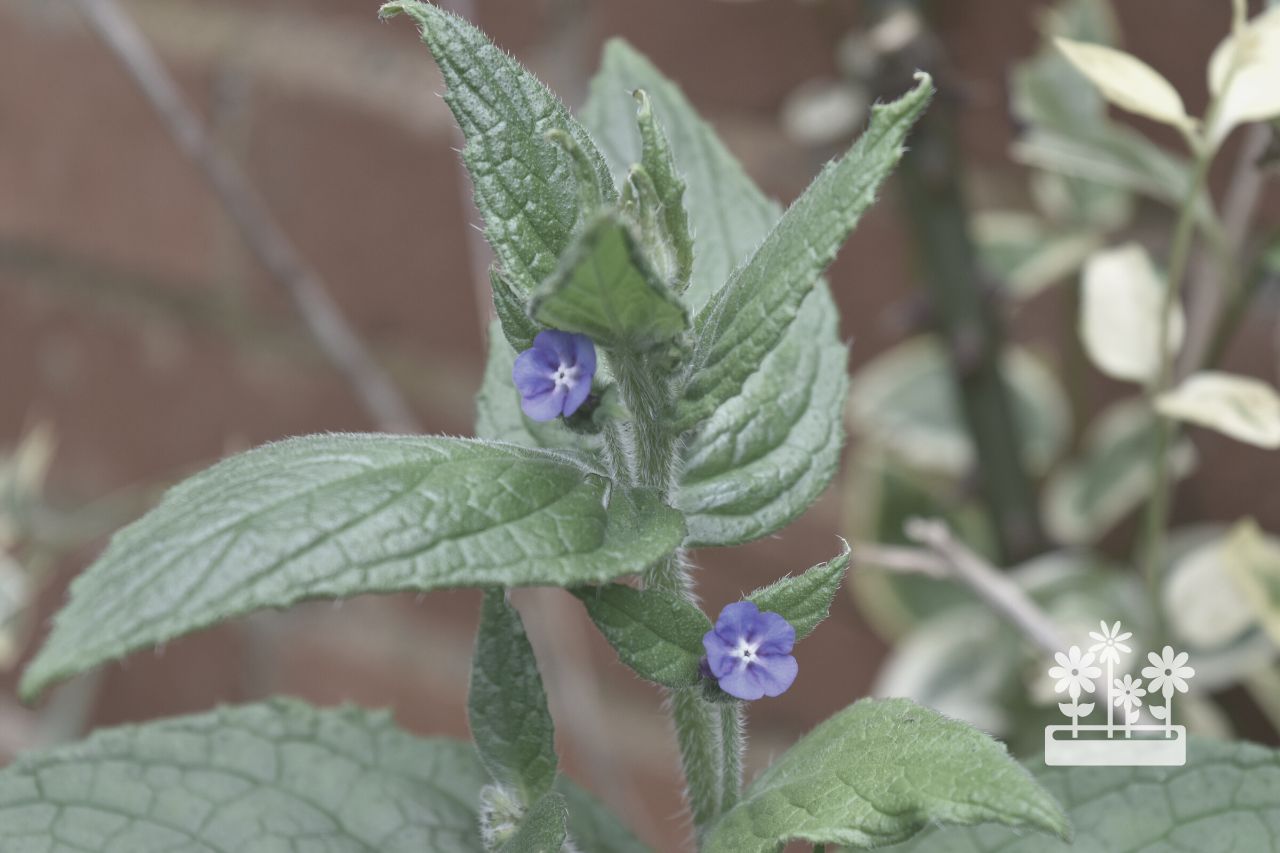 Is Green Alkanet Poisonous To Dogs