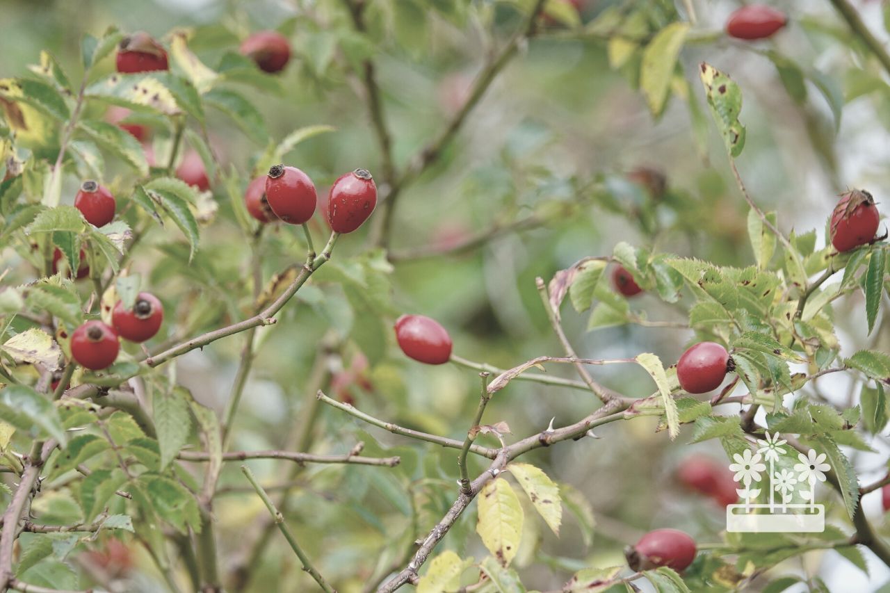how to eat rose hips