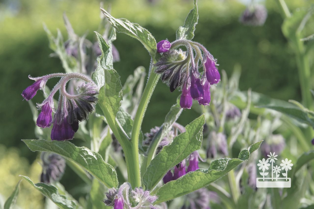 Which Is Better Comfrey Root Or Leaf