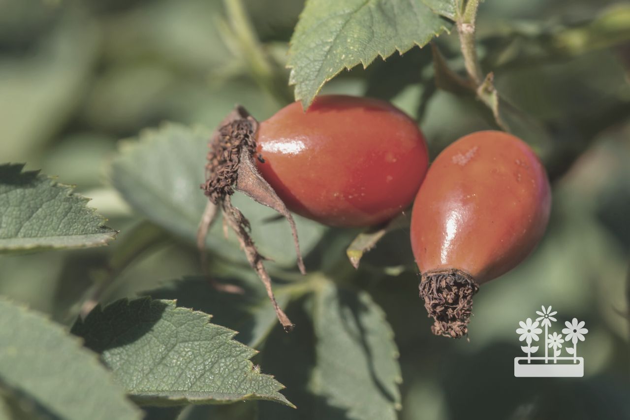 how to extract oil from rosehips