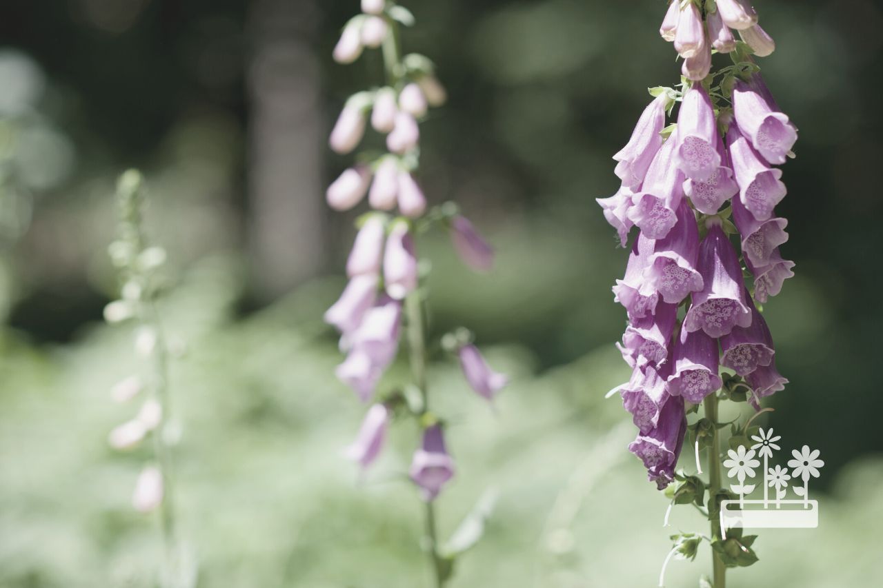 Will Foxgloves Come Back Every Year?