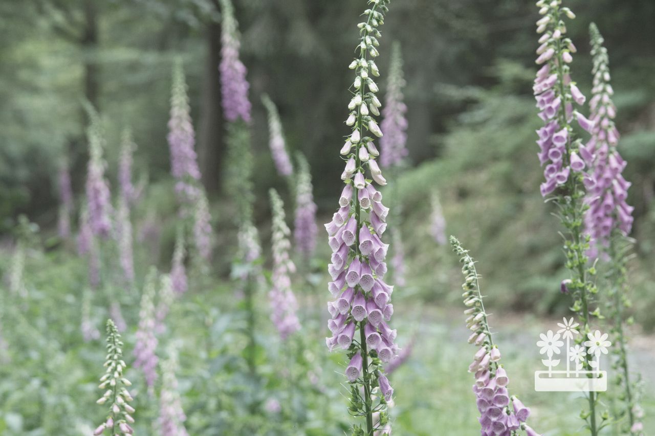 How To Grow Foxglove From Seed