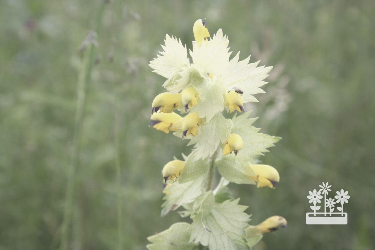 Is Yellow Rattle Poisonous To Cattle?