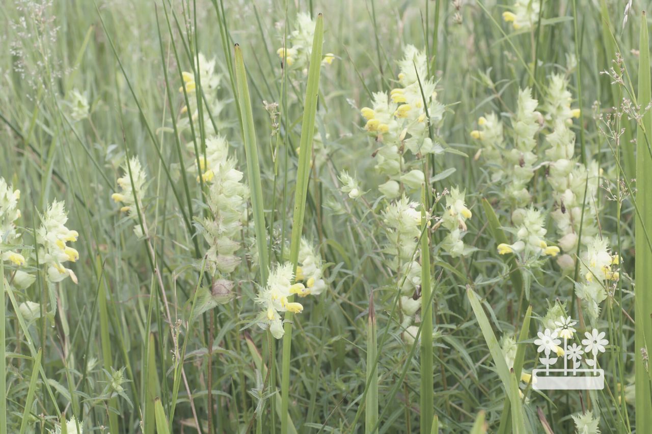 when to sow yellow rattle