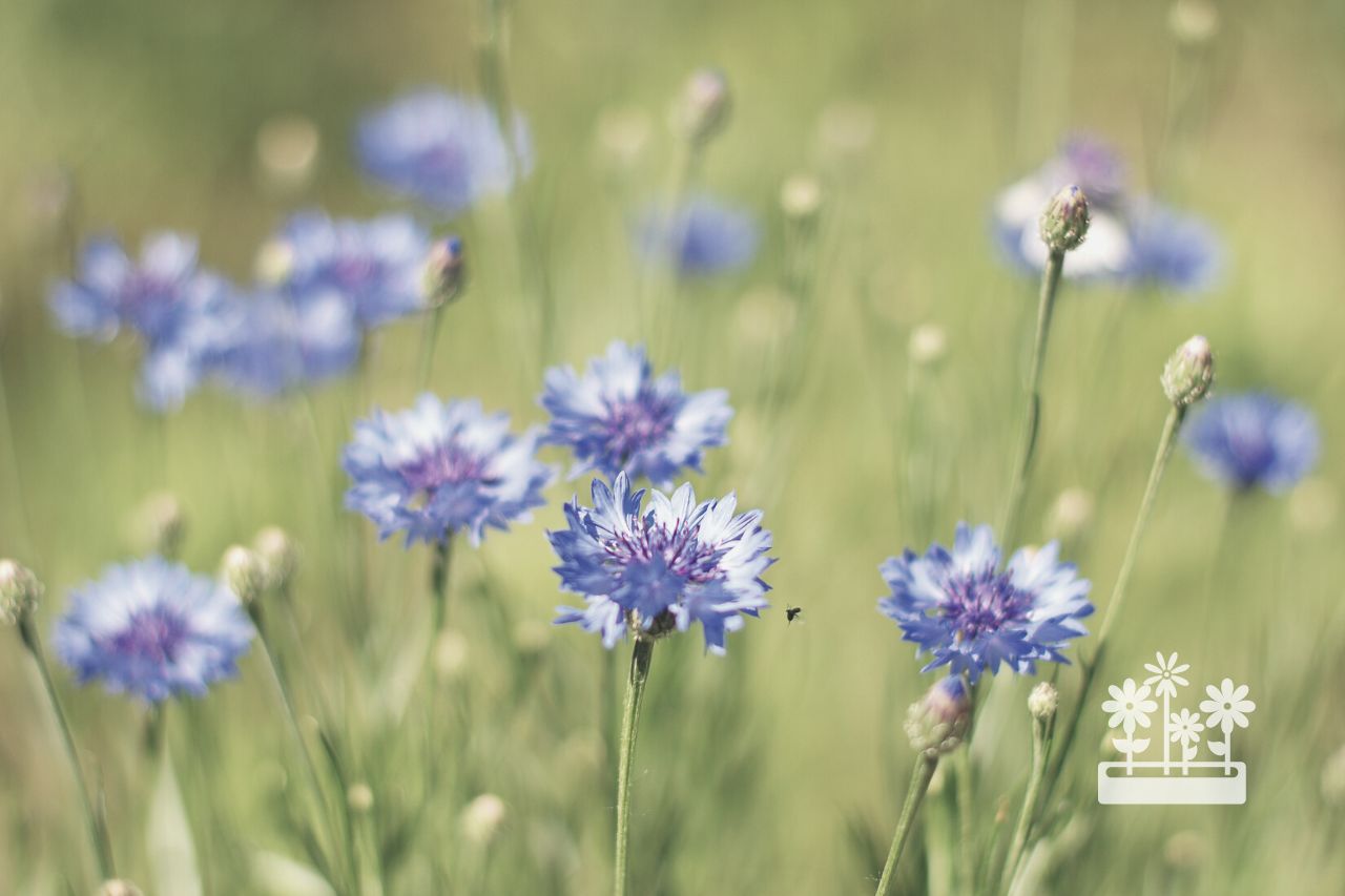 What Is The Cornflower Myth?