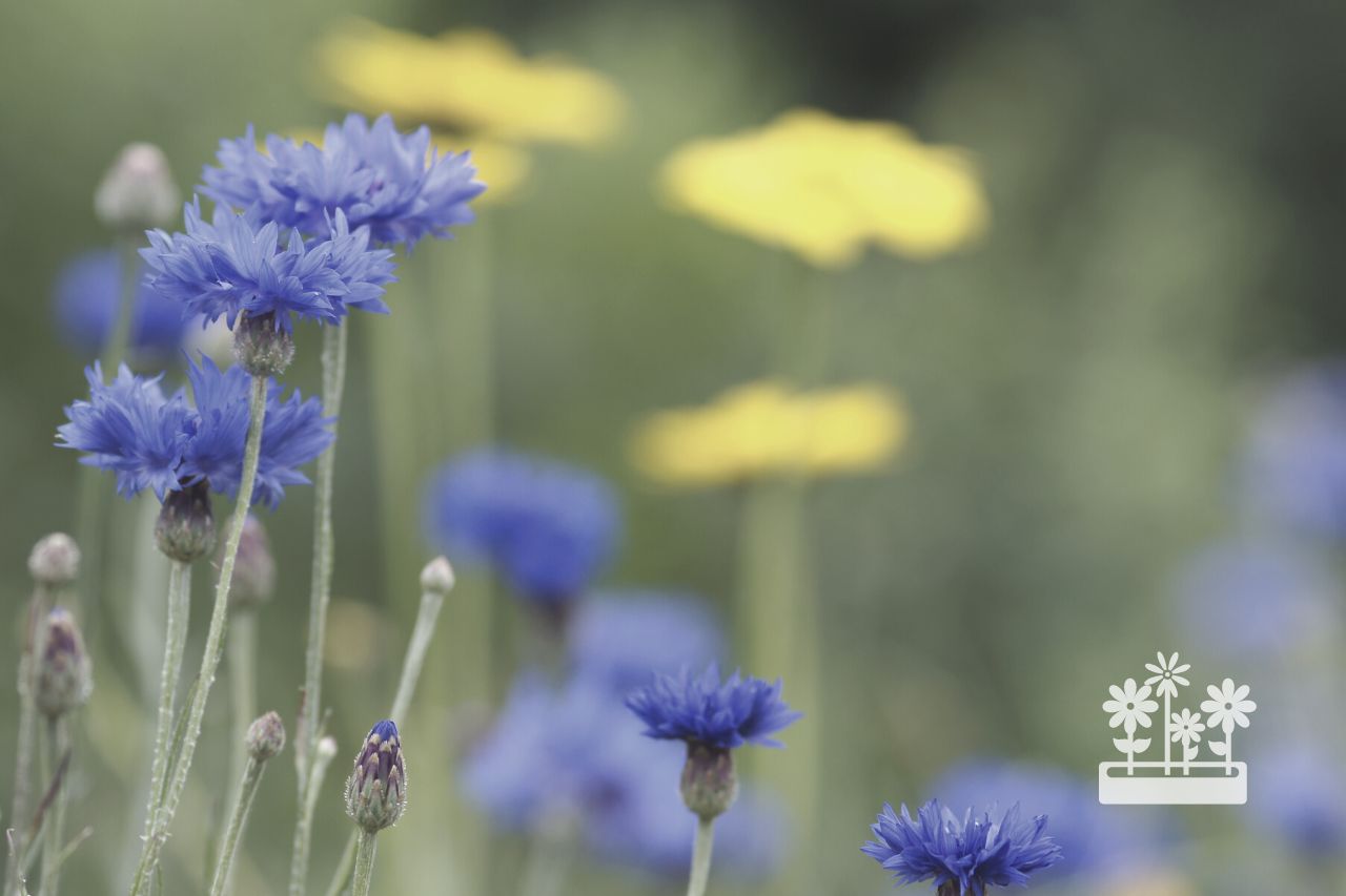 What Month Do You Plant Cornflowers?