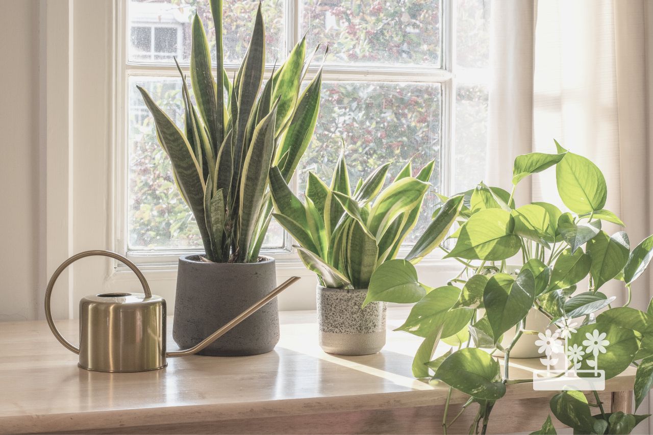 How Do You Give Indoor Plants Fresh Air?