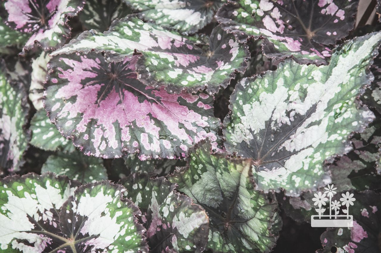 What Is The Lifespan Of Begonia Rex?