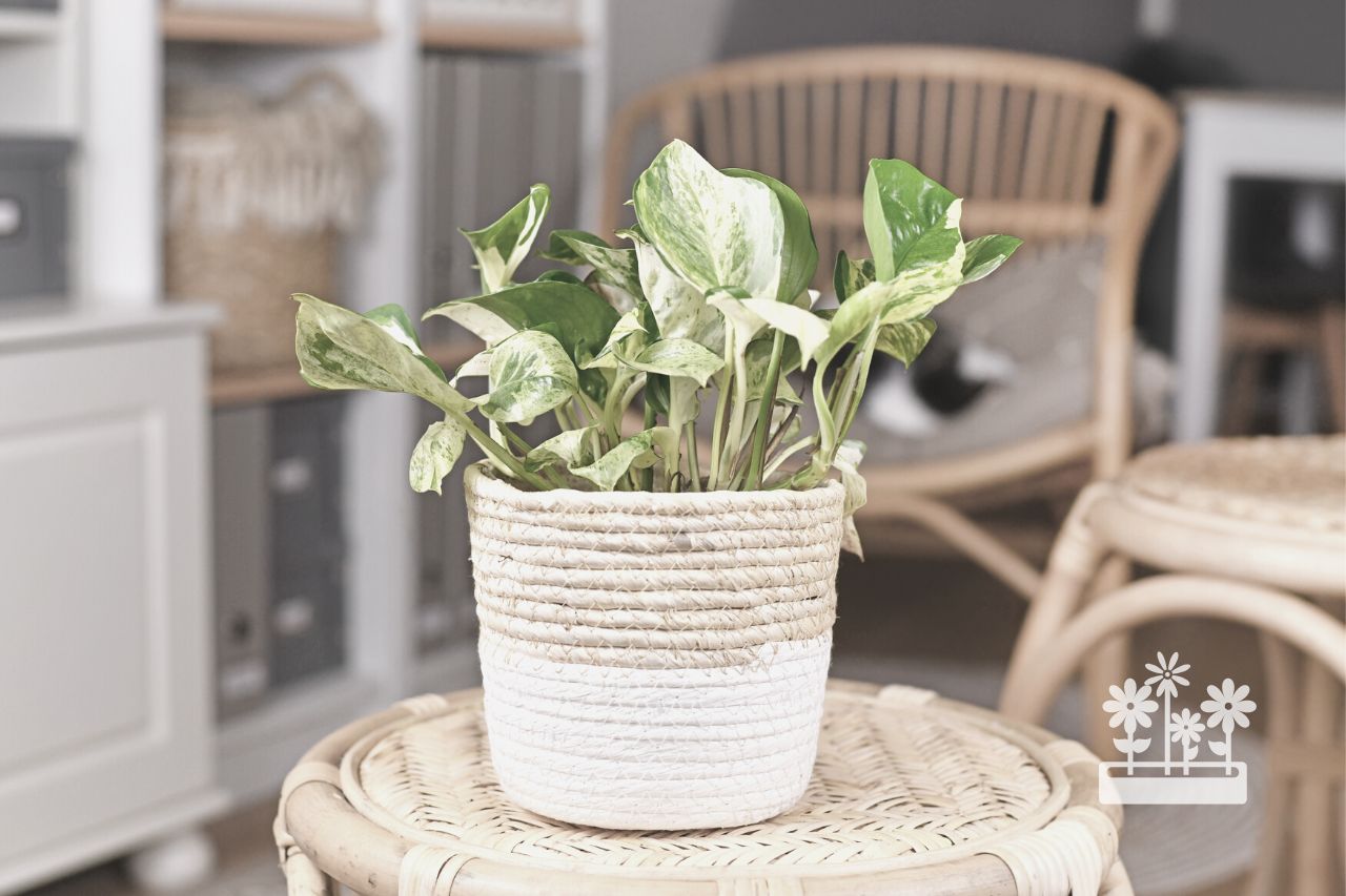 how to leave houseplants for a month