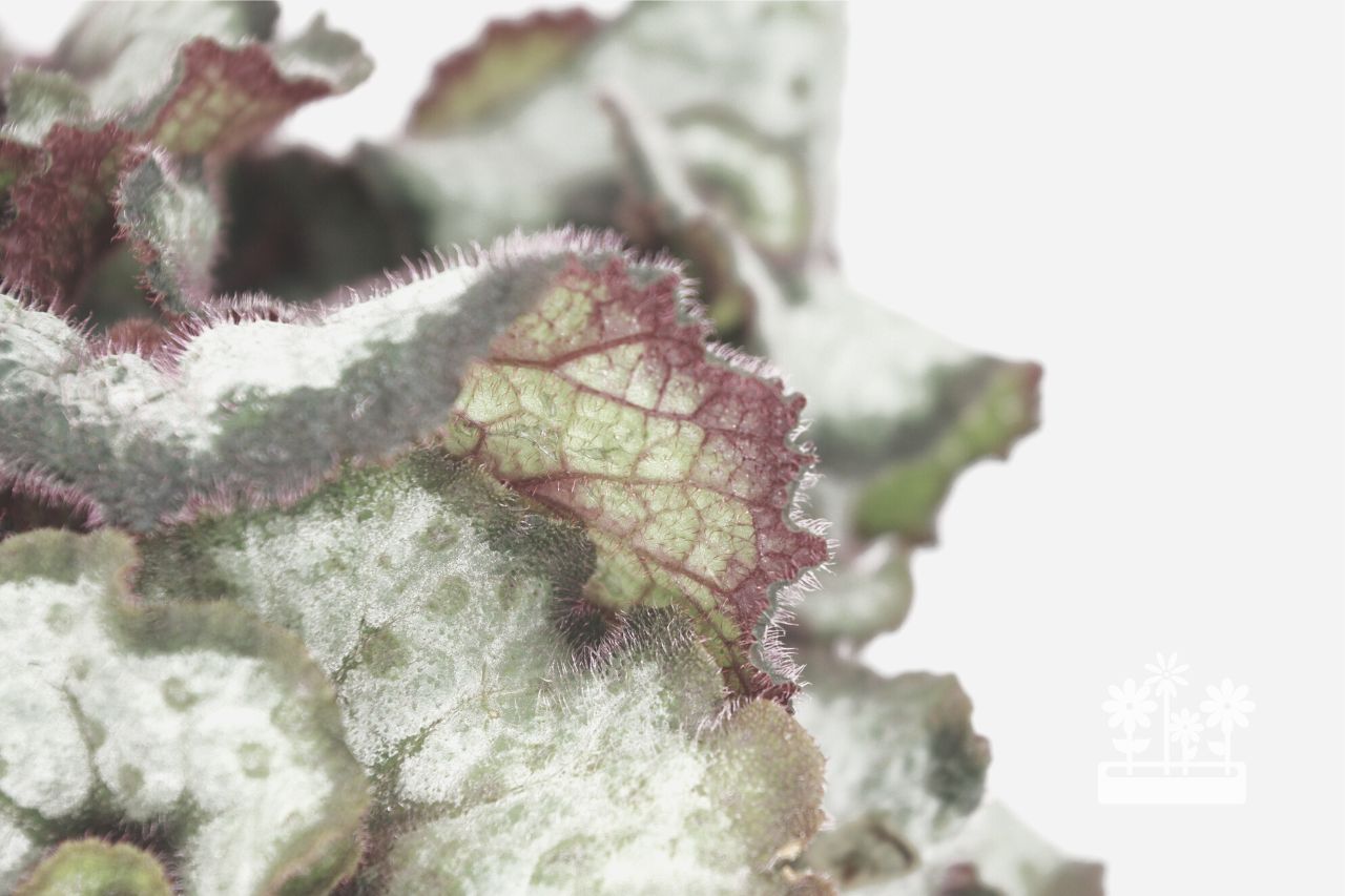 How To Bring Rex Begonia Back To Life