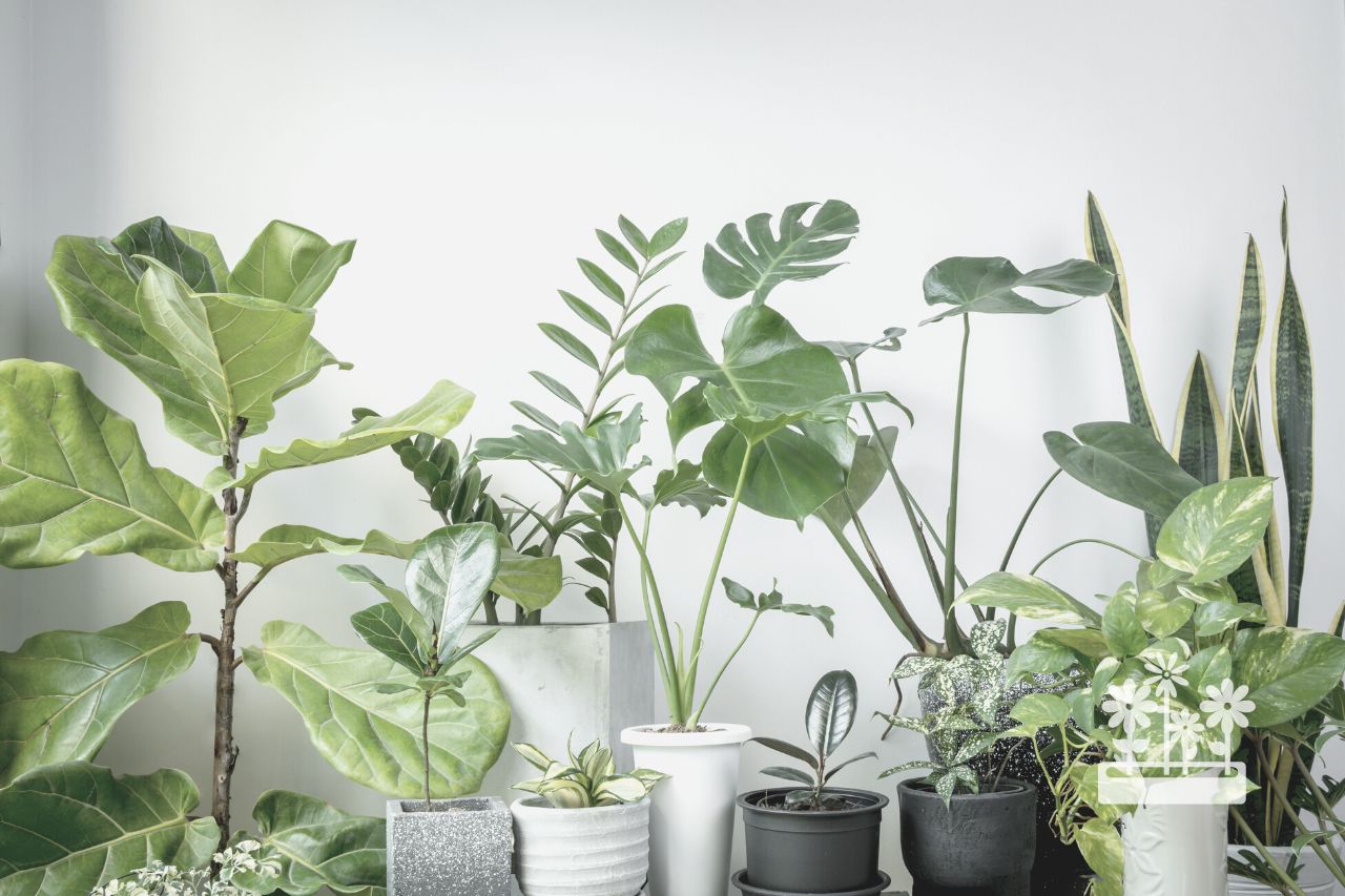how to tell what houseplant you have