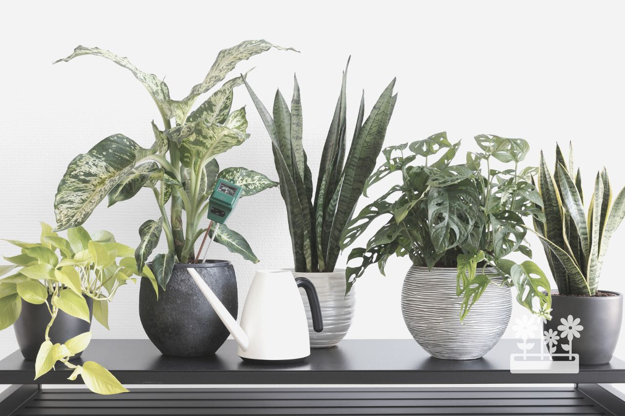 How To Keep Houseplants From Getting Leggy