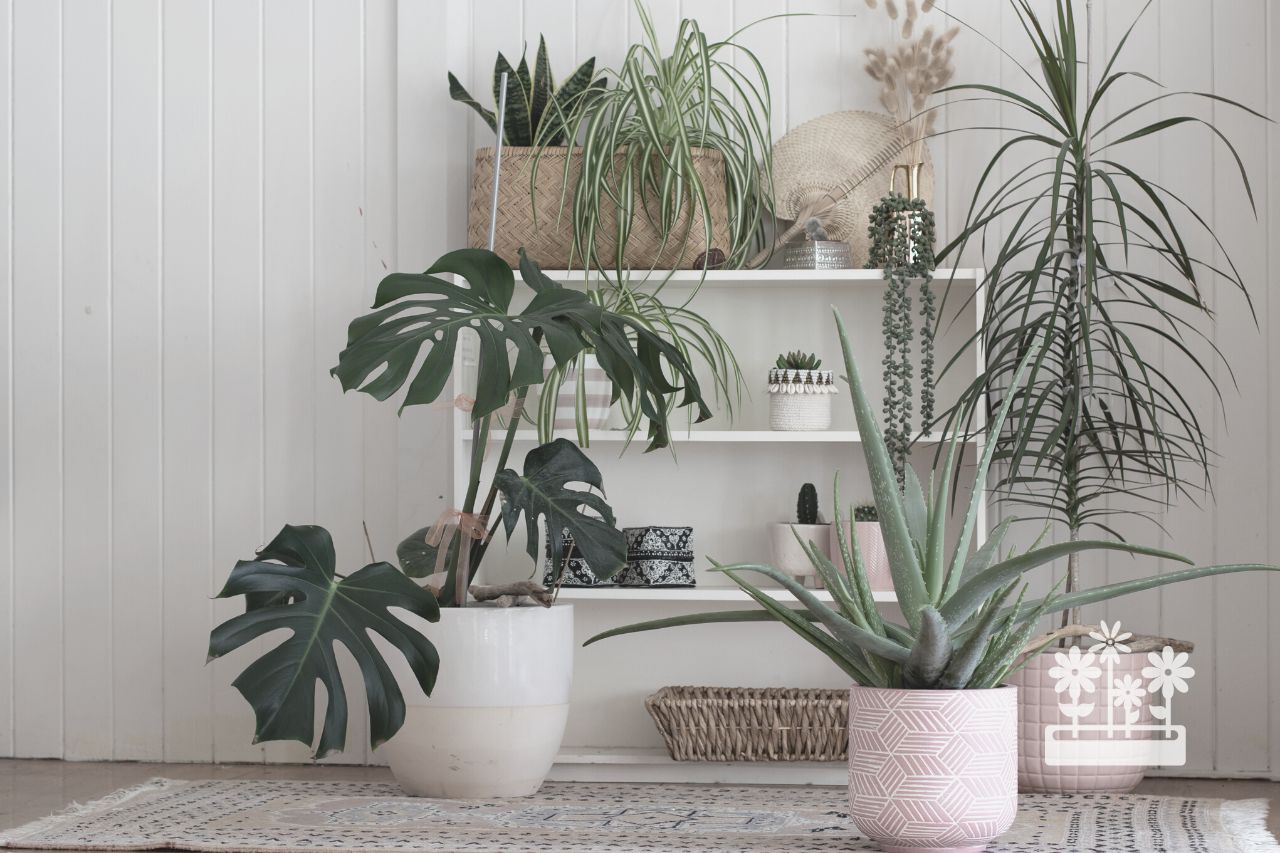 How To Keep Indoor Plants From Getting Leggy