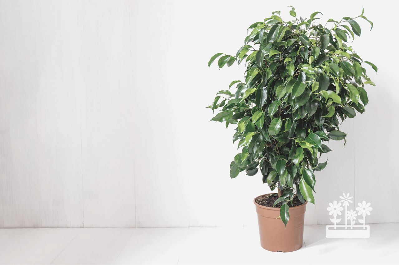 how to make weeping fig grow taller
